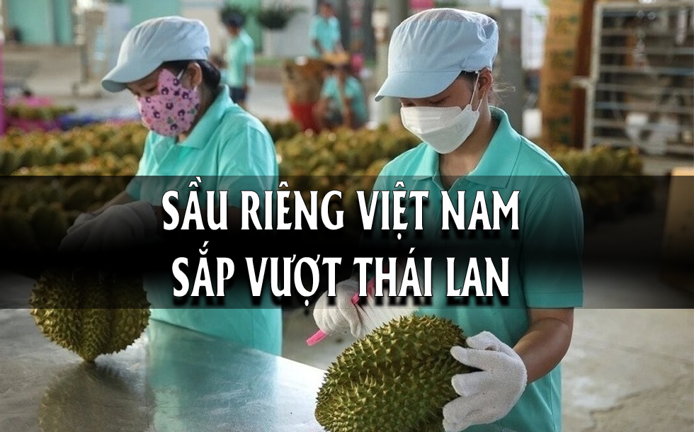 Sầu riêng Việt Nam sắp vượt Thái Lan